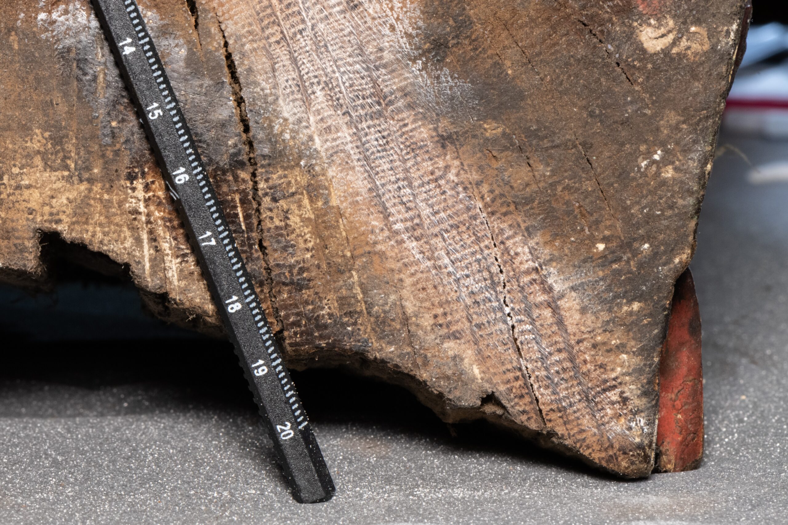 Dendrokronoloogilised uuringud – kust on pärit Püha Vaimu kiriku altariretaabli puit?